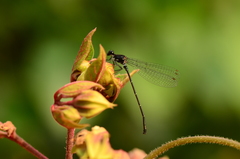 Onychargia atrocyana