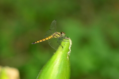 Brachydiplax farinosa