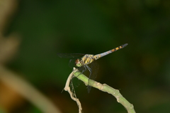 Brachydiplax farinosa