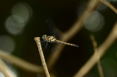 Brachydiplax farinosa