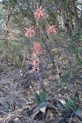 Aloe greatheadii davyana