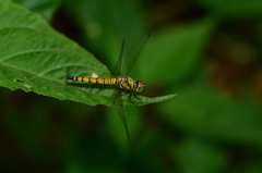 Brachydiplax farinosa