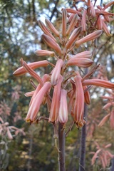 Aloe greatheadii davyana