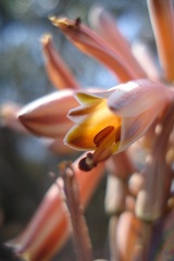 Aloe greatheadii davyana