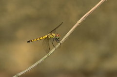 Brachydiplax farinosa