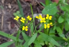 Erysimum cheiranthoides