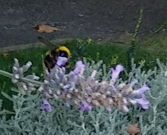 Bombus