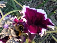 Bombus