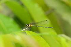 Onychargia atrocyana
