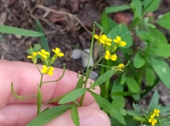 Erysimum cheiranthoides