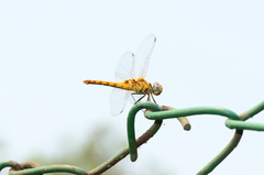 Urothemis signata