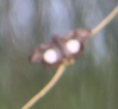 Theagenes aegides