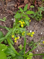 Erysimum cheiranthoides