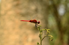 Urothemis signata