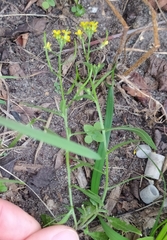 Erysimum cheiranthoides