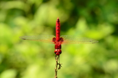 Urothemis signata