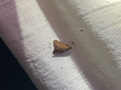 Hypsopygia rubidalis