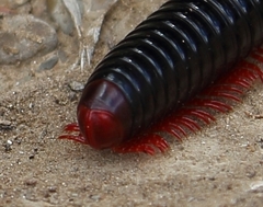 Orthoporoides