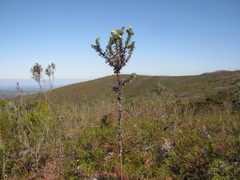 Schistostephium umbellatum