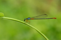 Ceriagrion cerinorubellum