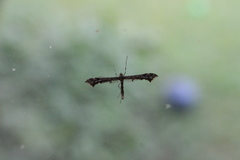 Amblyptilia punctidactyla