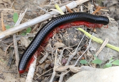 Orthoporoides