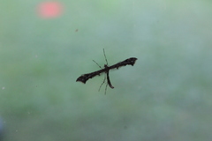 Amblyptilia punctidactyla