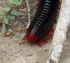 Orthoporoides
