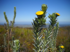Schistostephium umbellatum
