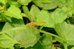 Crocothemis servilia