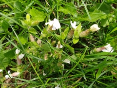 Silene latifolia
