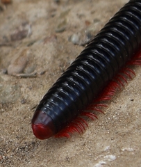 Orthoporoides