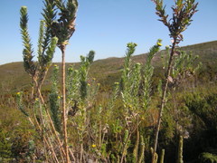 Schistostephium umbellatum