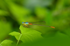 Ceriagrion cerinorubellum