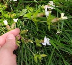 Silene latifolia