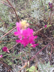 Hedysarum ucrainicum