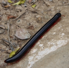 Orthoporoides