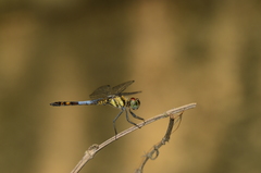 Brachydiplax sobrina