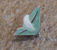 Chlorerythra rubriplaga
