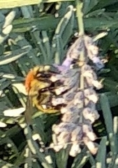 Bombus pascuorum