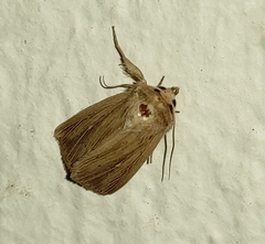 Mythimna congrua