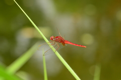 Crocothemis servilia