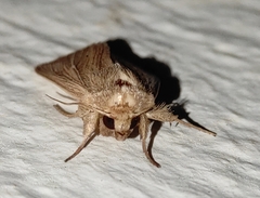 Mythimna congrua