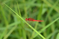Crocothemis servilia