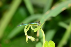 Agriocnemis kalinga