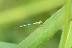Agriocnemis kalinga