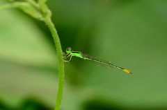 Agriocnemis kalinga