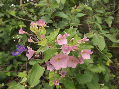 Karomia speciosa (Hutch. & Corbishley) R.Fern.