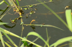 Brachythemis contaminata
