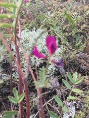 Hedysarum ucrainicum